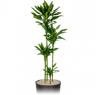 Grote-kantoorplant-dracaena-cintho-in-pot